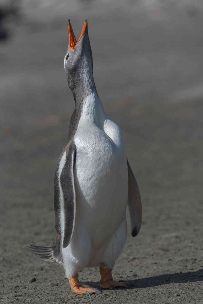 Pingüino Papua o Gentoo - islas Falkland o Malvinas 03.jpg